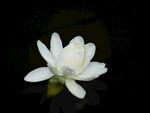 莲花