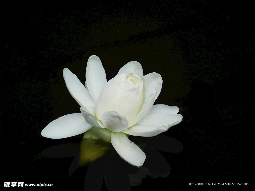 莲花