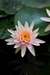 莲花