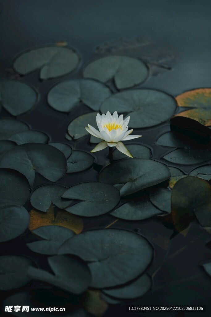 莲花
