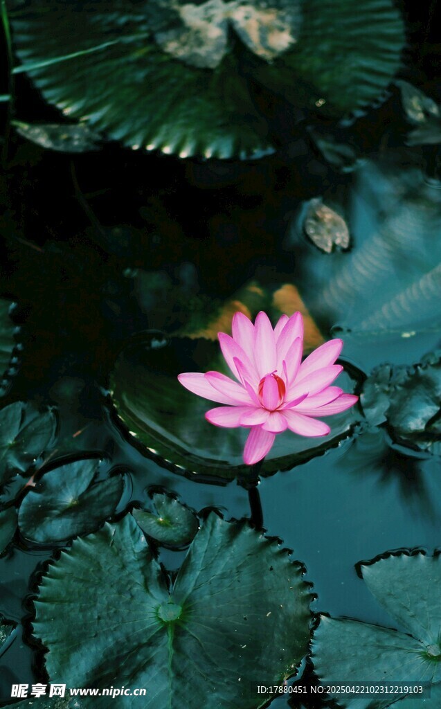 莲花