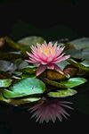 莲花