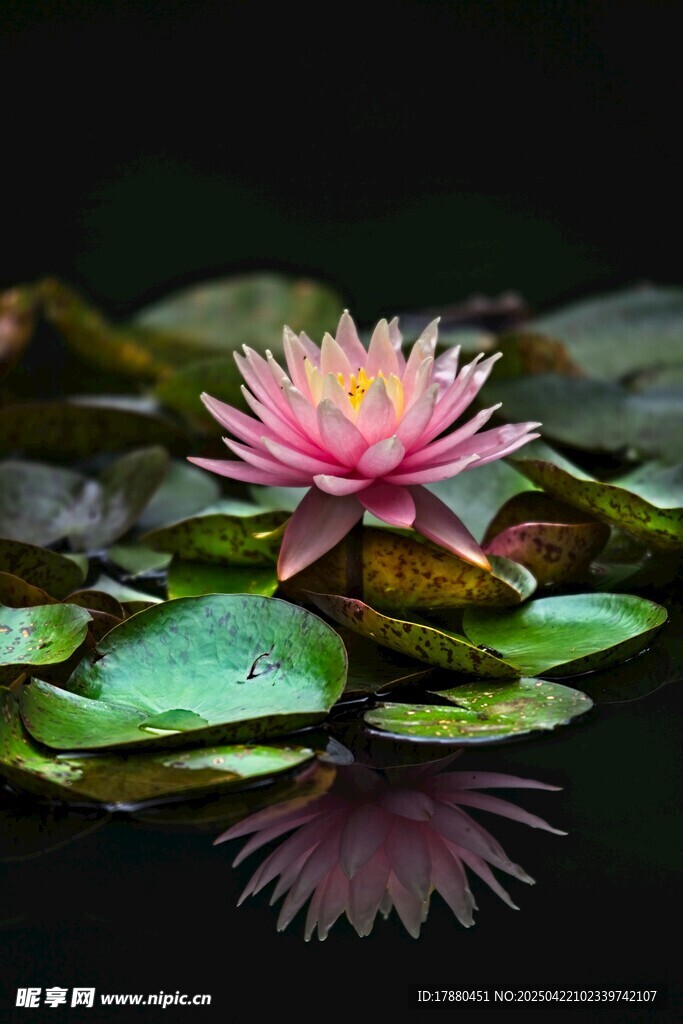 莲花