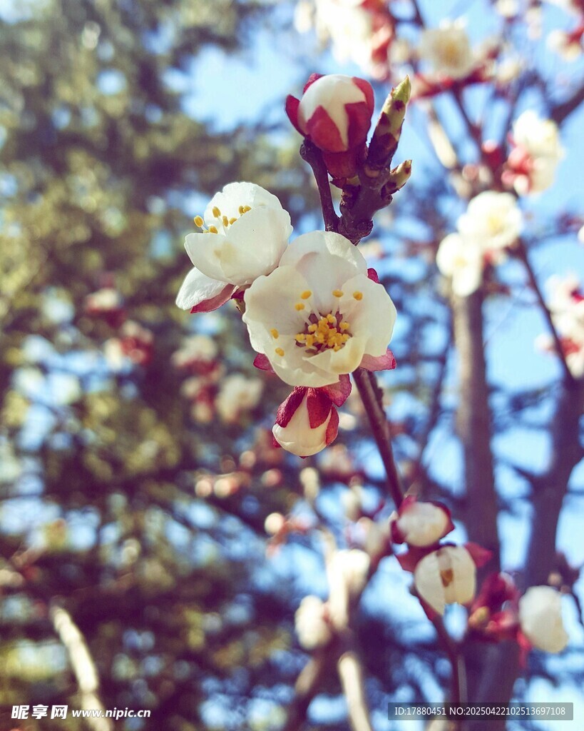 梅花