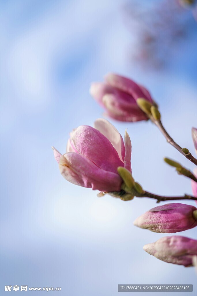 玉兰花