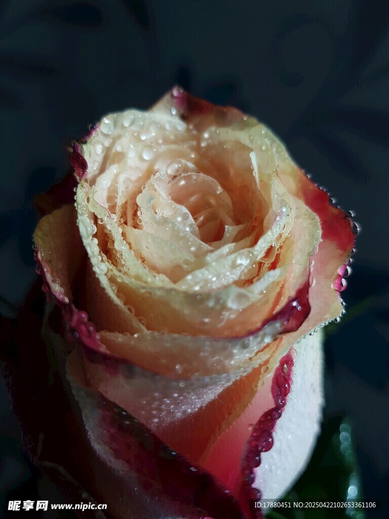玫瑰花