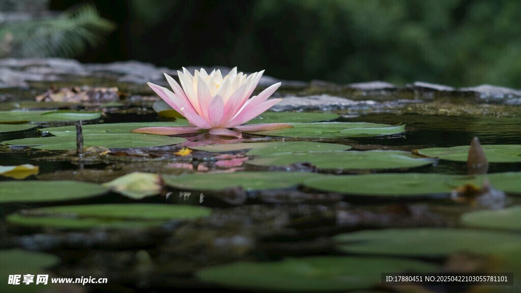 莲花