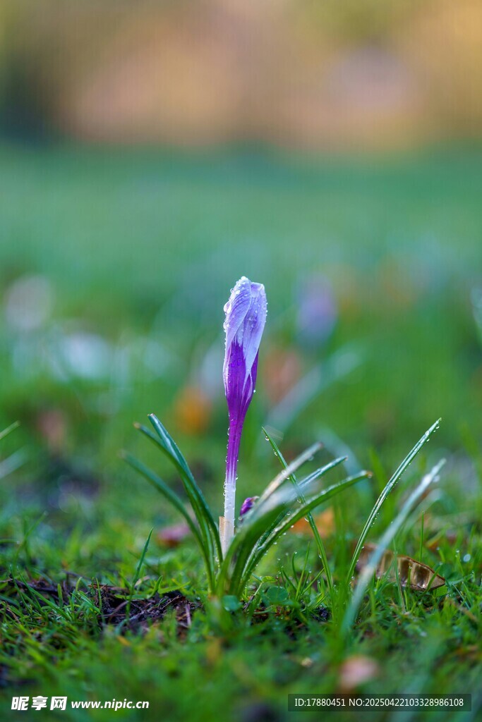 番红花
