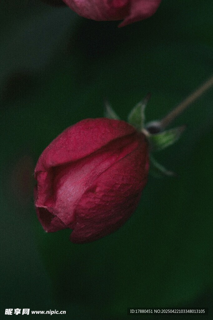 玫瑰