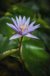 莲花