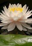 莲花
