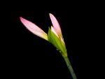 花卉