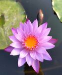 莲花