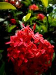 龙船花