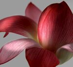 花瓣