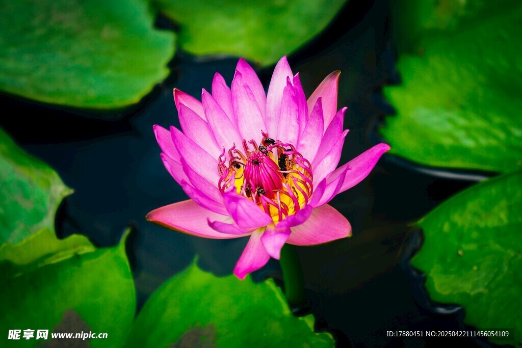 莲花