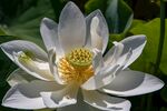 莲花