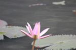 莲花