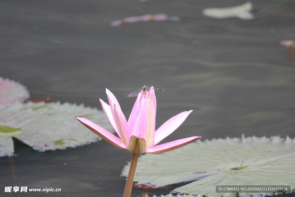 莲花