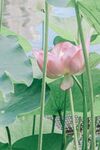 娇艳荷花