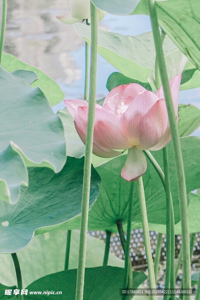 娇艳荷花