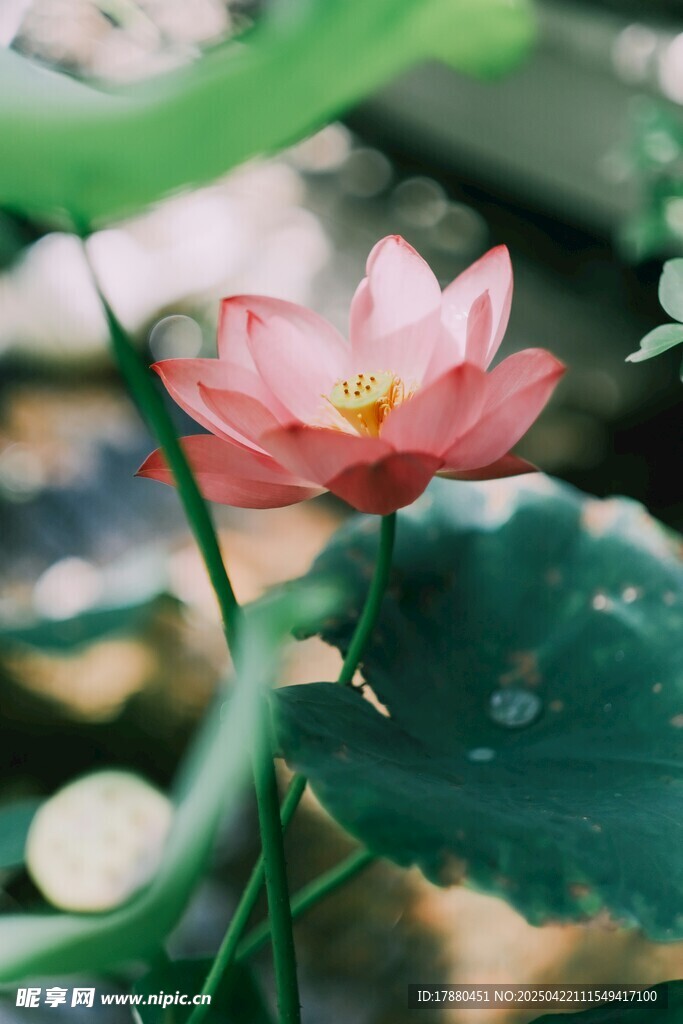 娇艳荷花