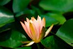 莲花