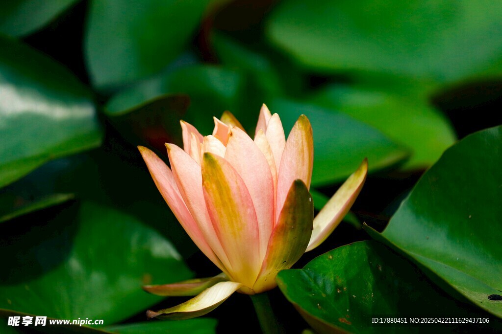 莲花