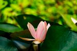 莲花