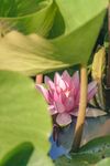 莲花