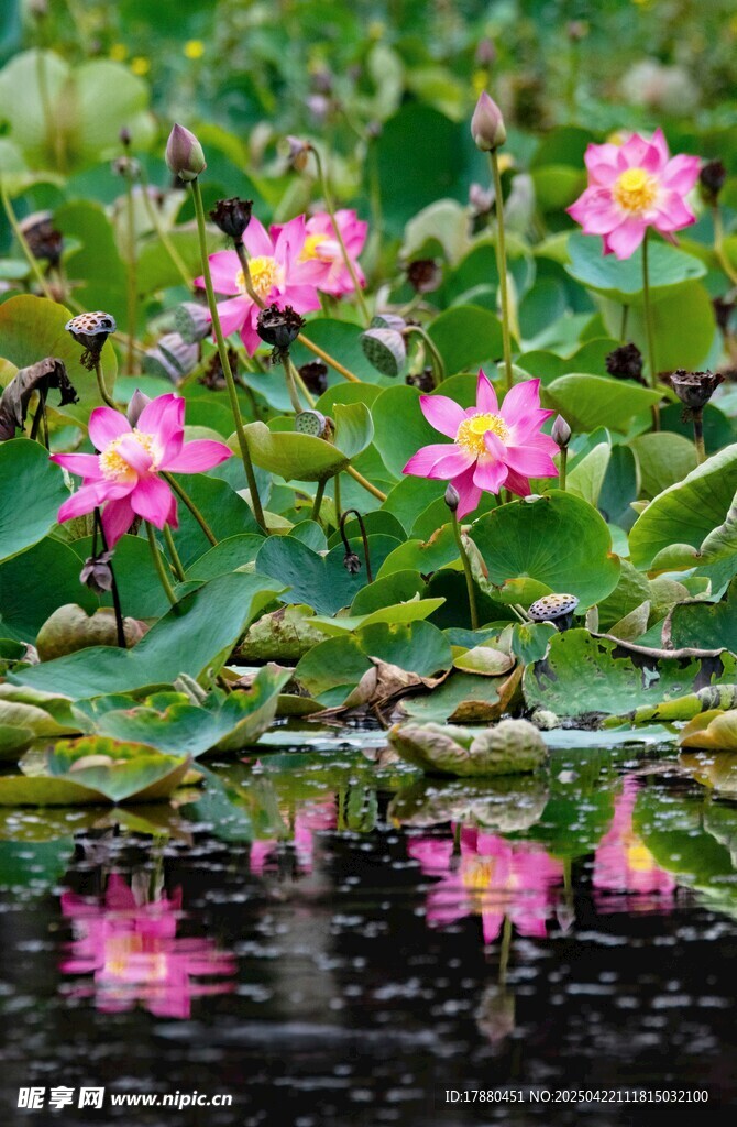 荷花