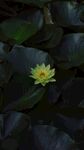 莲花