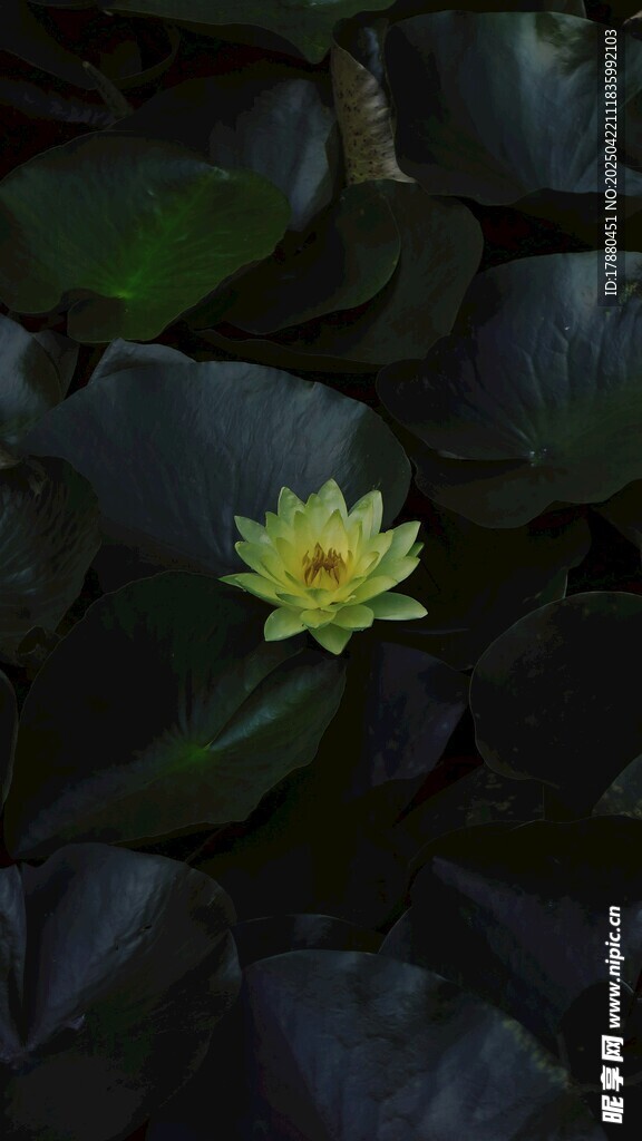 莲花