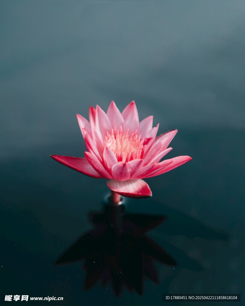 莲花