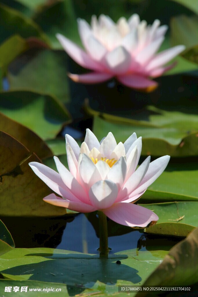 莲花