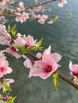 湖畔绽放的粉嫩桃花枝