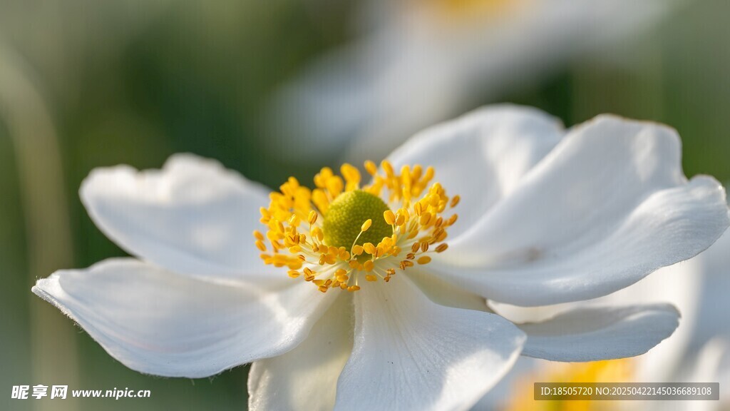 白色银莲花 