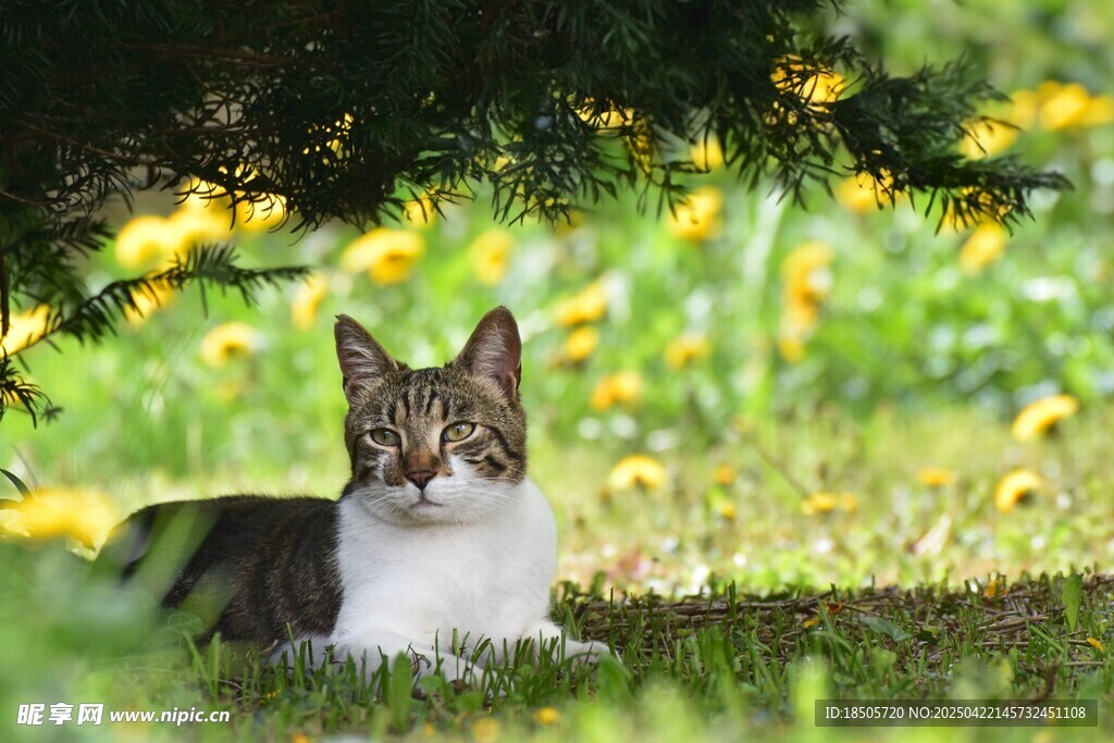 草丛中的猫咪