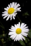 清新小白菊