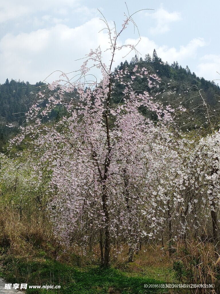 垂枝樱