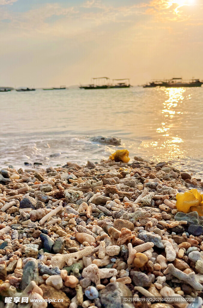 珊瑚石海岸
