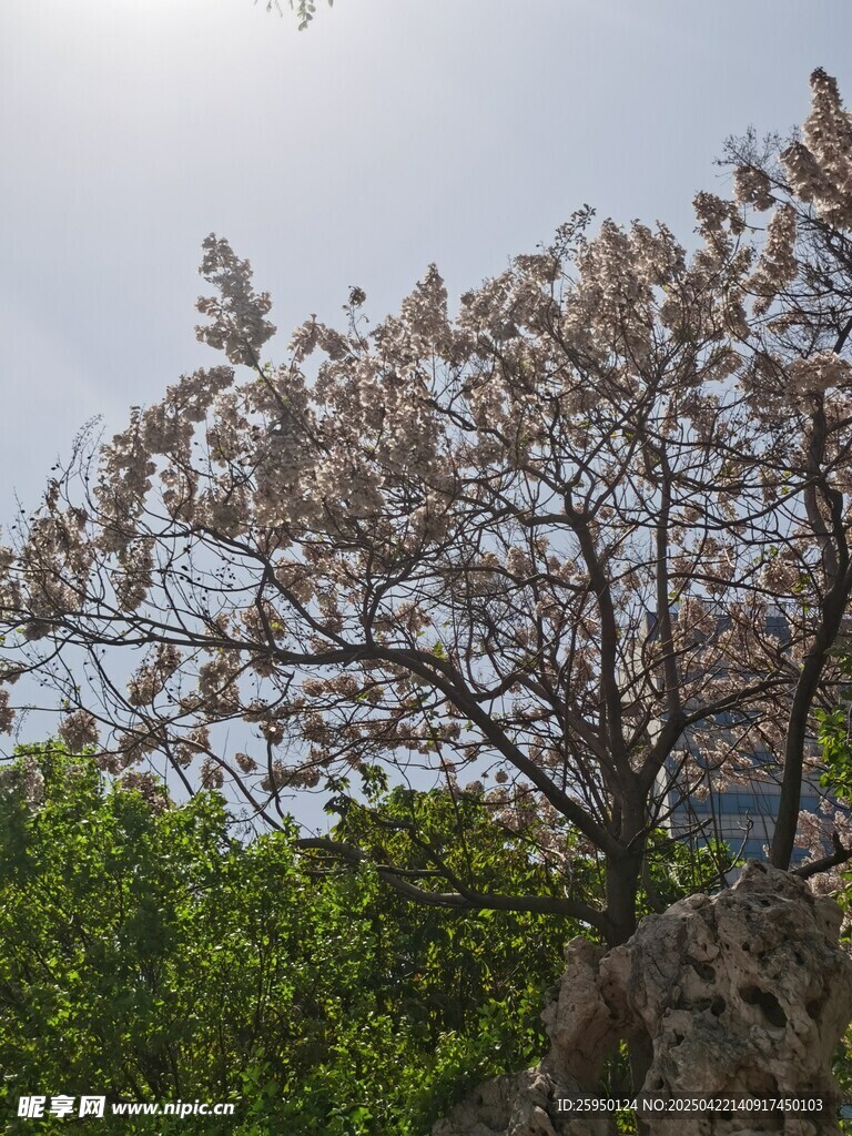 梧桐树