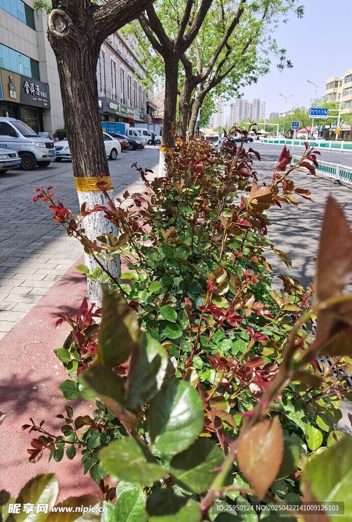 街边绿植