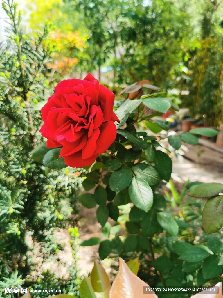 红玫瑰