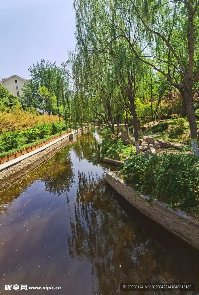 河畔垂柳