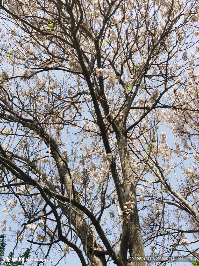 梧桐树