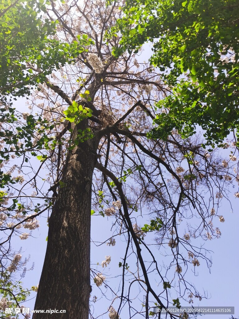 梧桐树