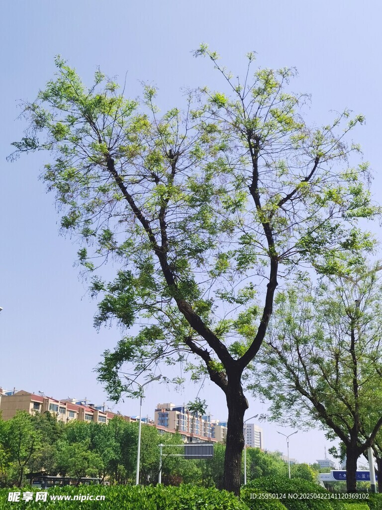 绿树风景