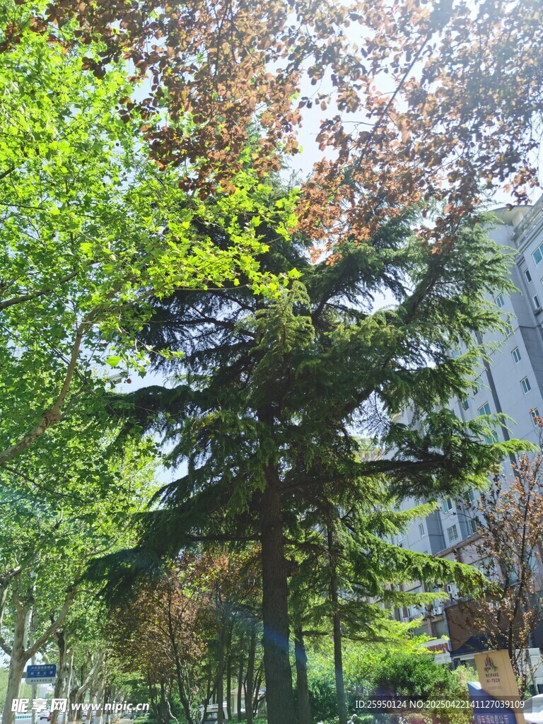 树木景观