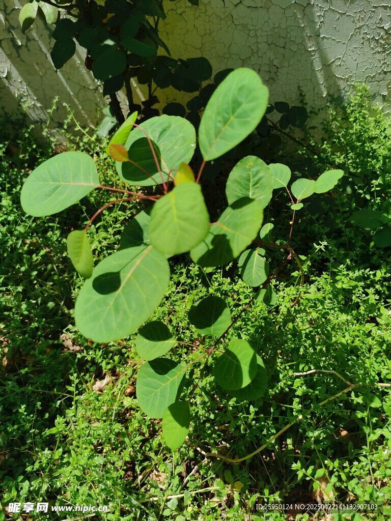 绿叶植物